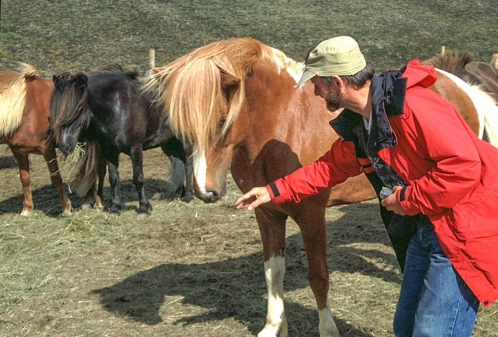 Landmannalaughar iceland ponies